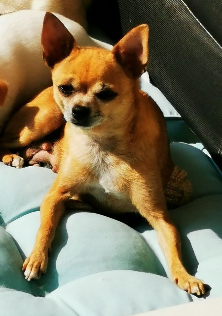 Les Chihuahua de l'affixe Des Merveilles D'Ipolytza