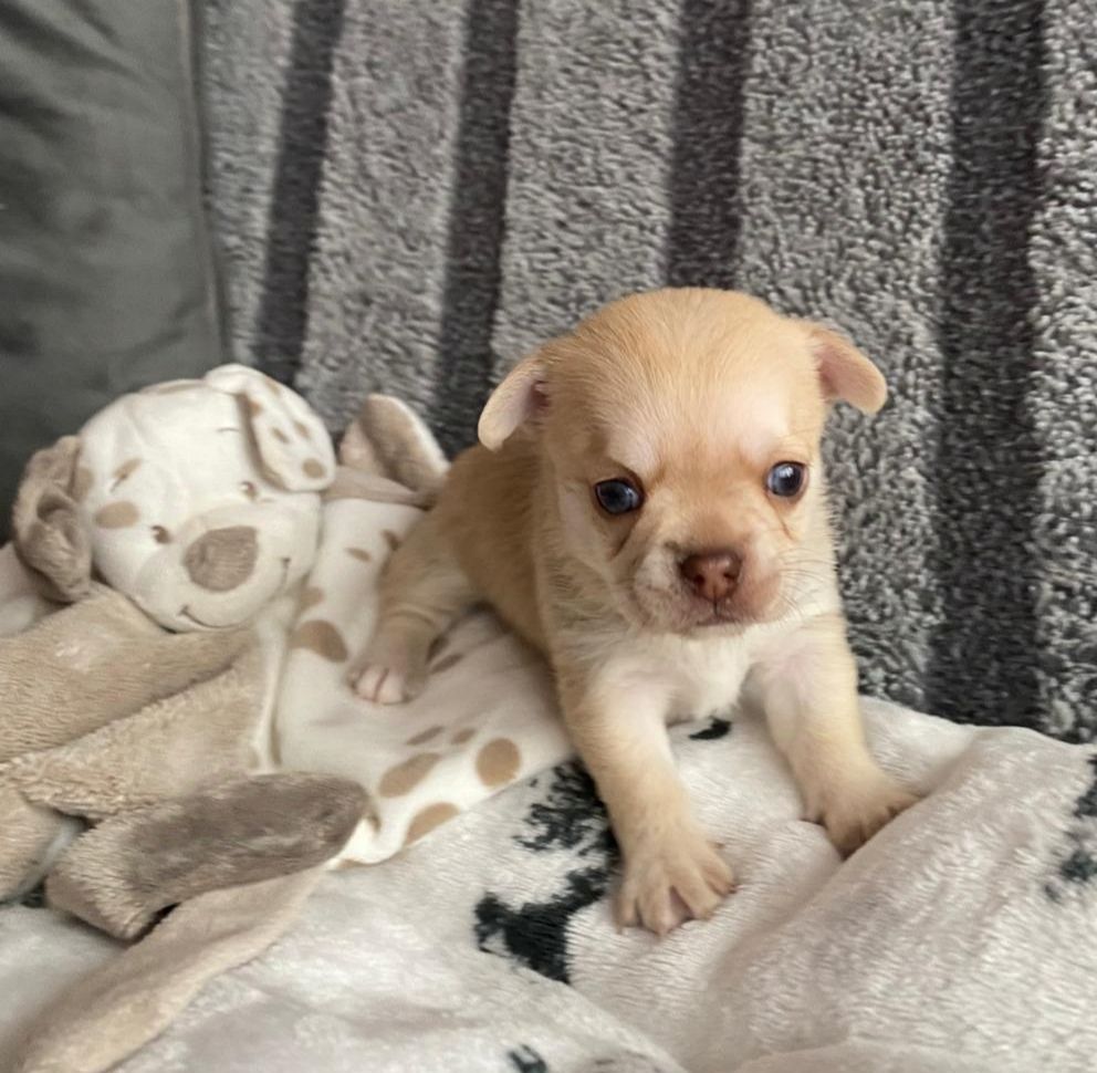 Des Merveilles D'Ipolytza - Chiot disponible  - Chihuahua