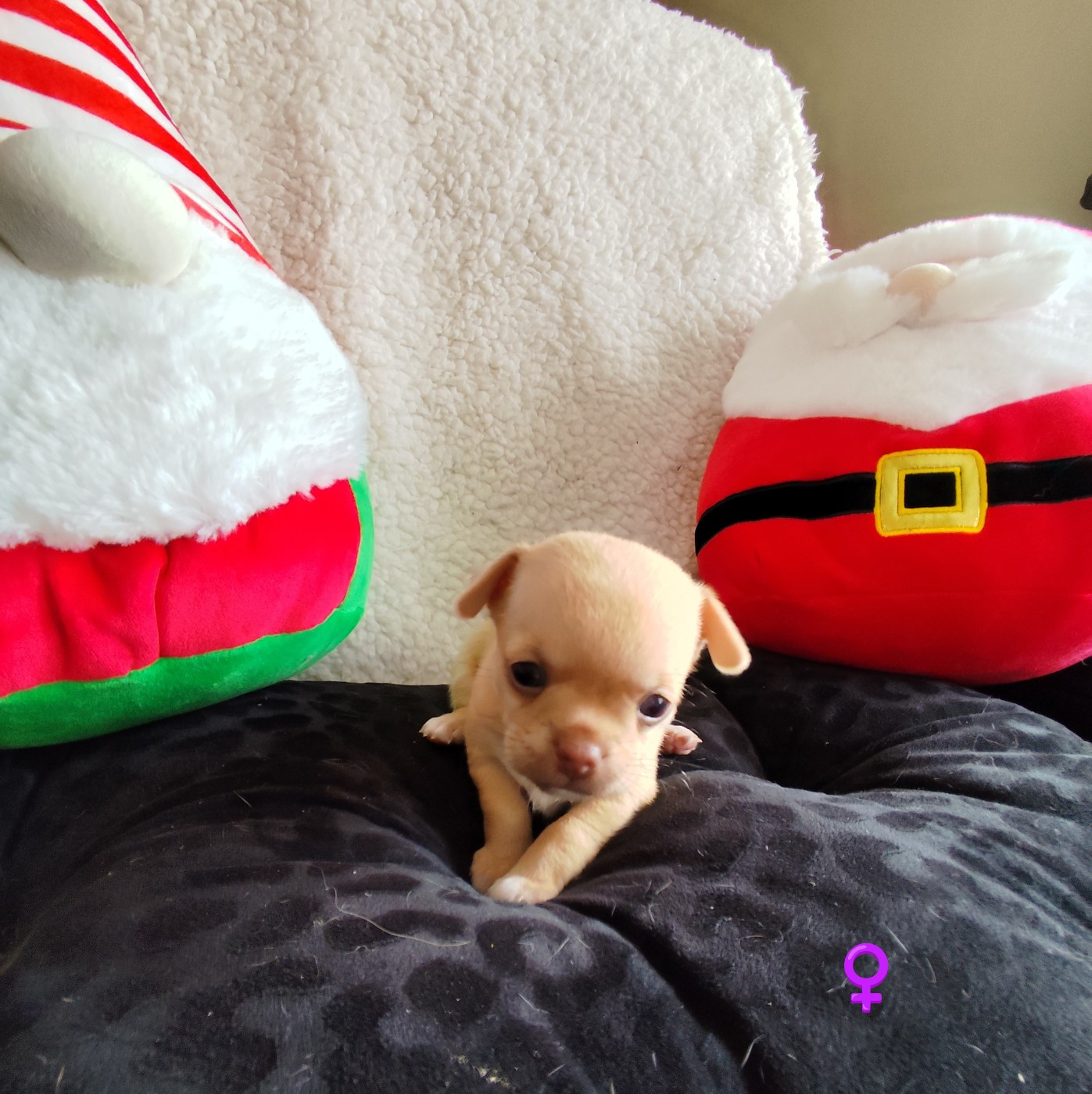 Des Merveilles D'Ipolytza - Chiots disponibles - Chihuahua