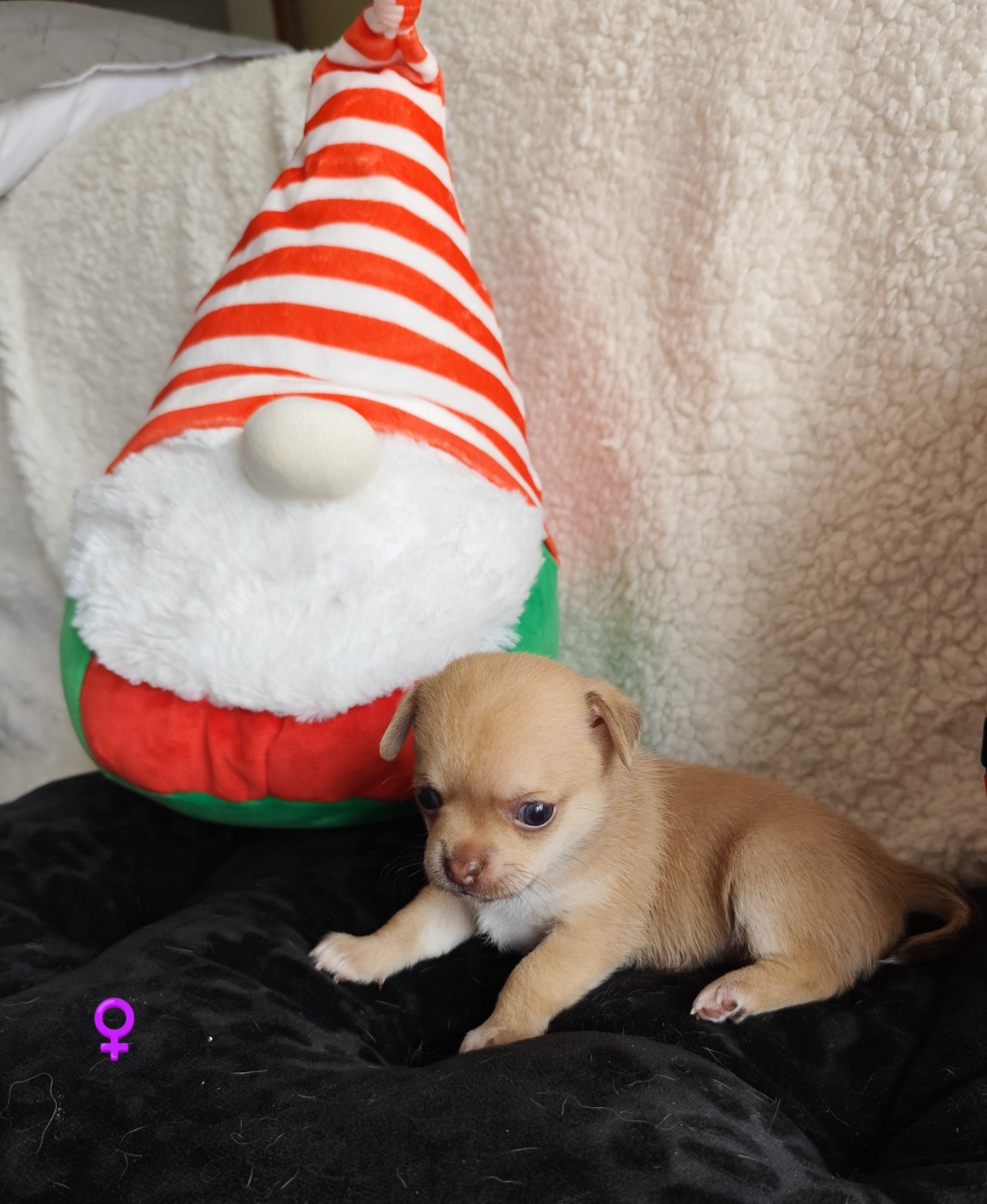 Des Merveilles D'Ipolytza - Chiots disponibles - Chihuahua