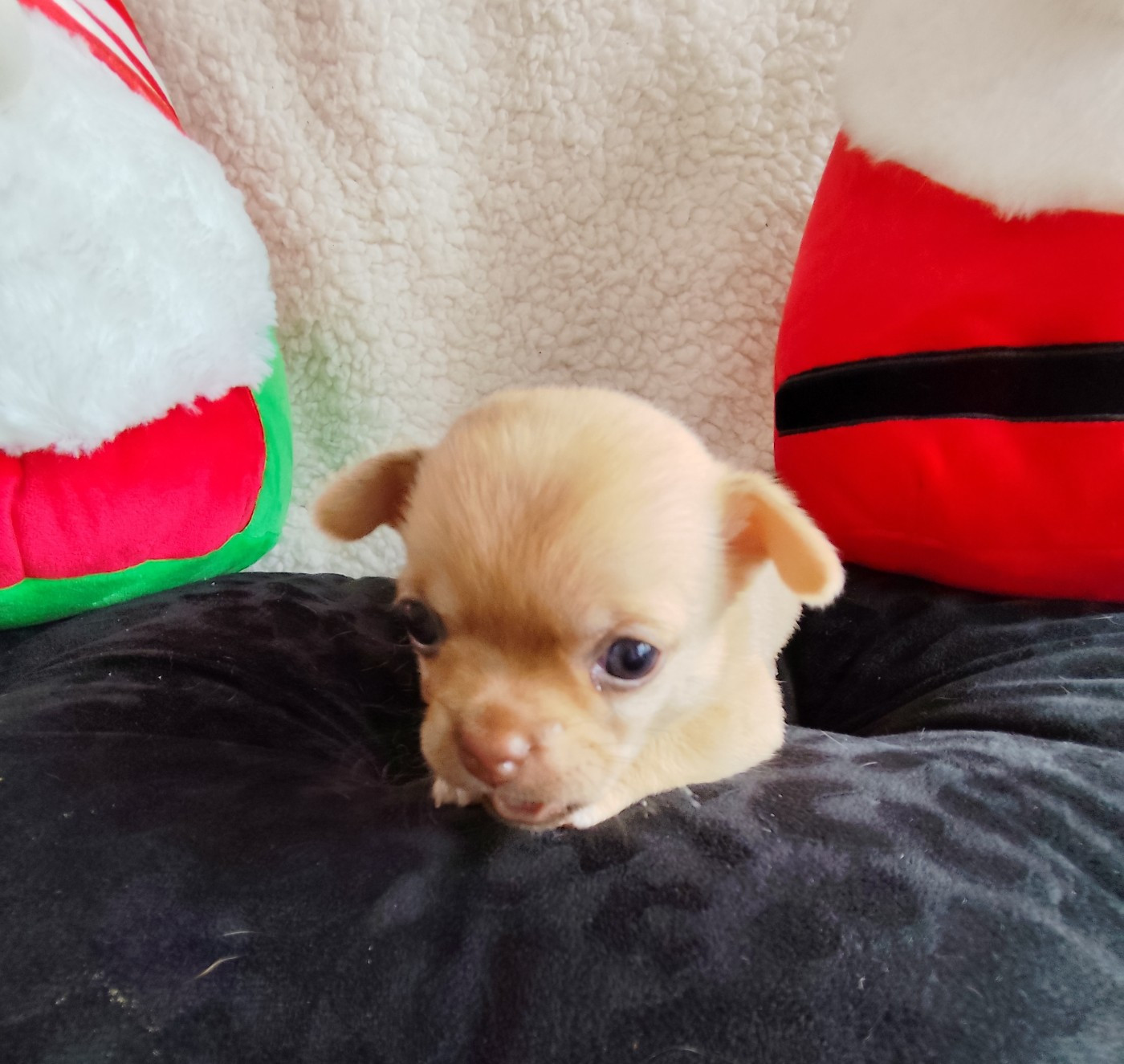 Des Merveilles D'Ipolytza - Chiots disponibles - Chihuahua