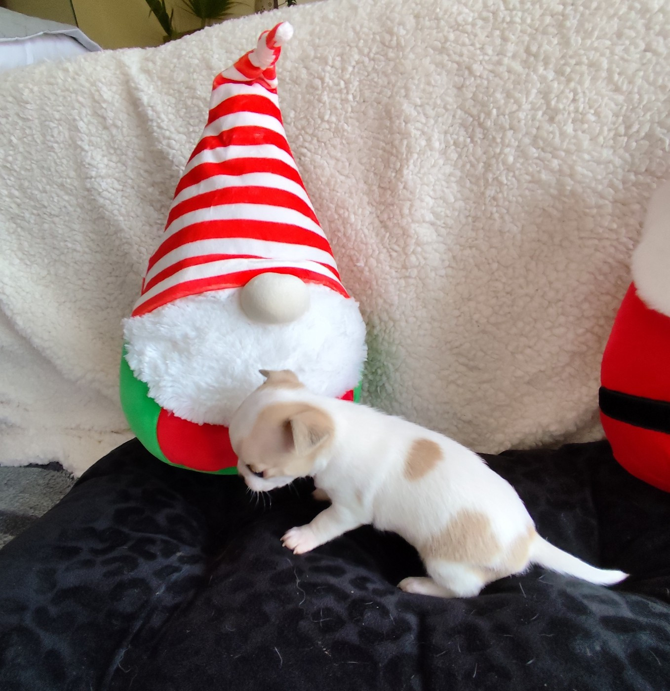 Des Merveilles D'Ipolytza - Chiots disponibles - Chihuahua