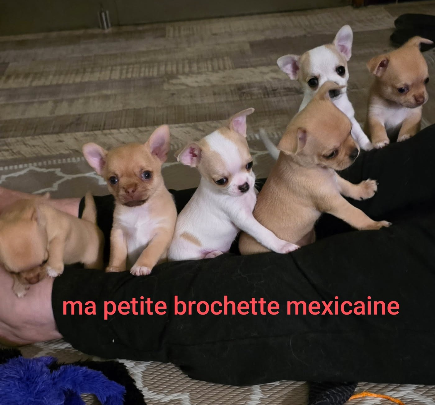 Des Merveilles D'Ipolytza - Chihuahua - Portée née le 24/09/2025