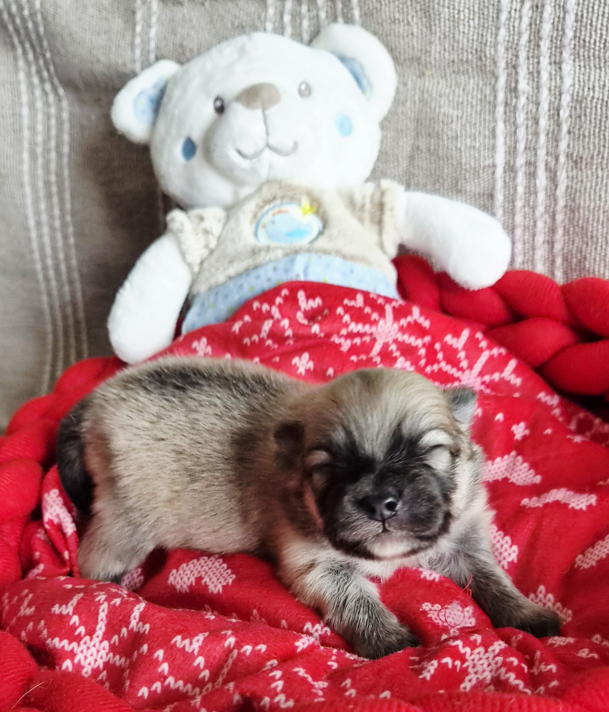 Des Merveilles D'Ipolytza - Chiots disponibles - Spitz allemand