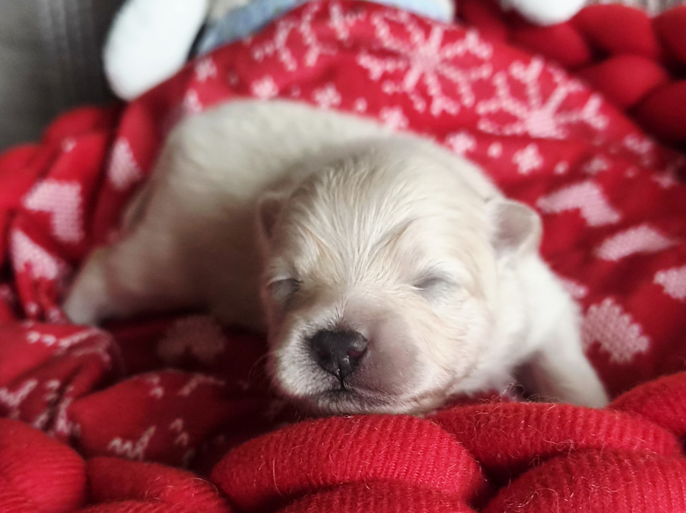 Des Merveilles D'Ipolytza - Chiots disponibles - Spitz allemand