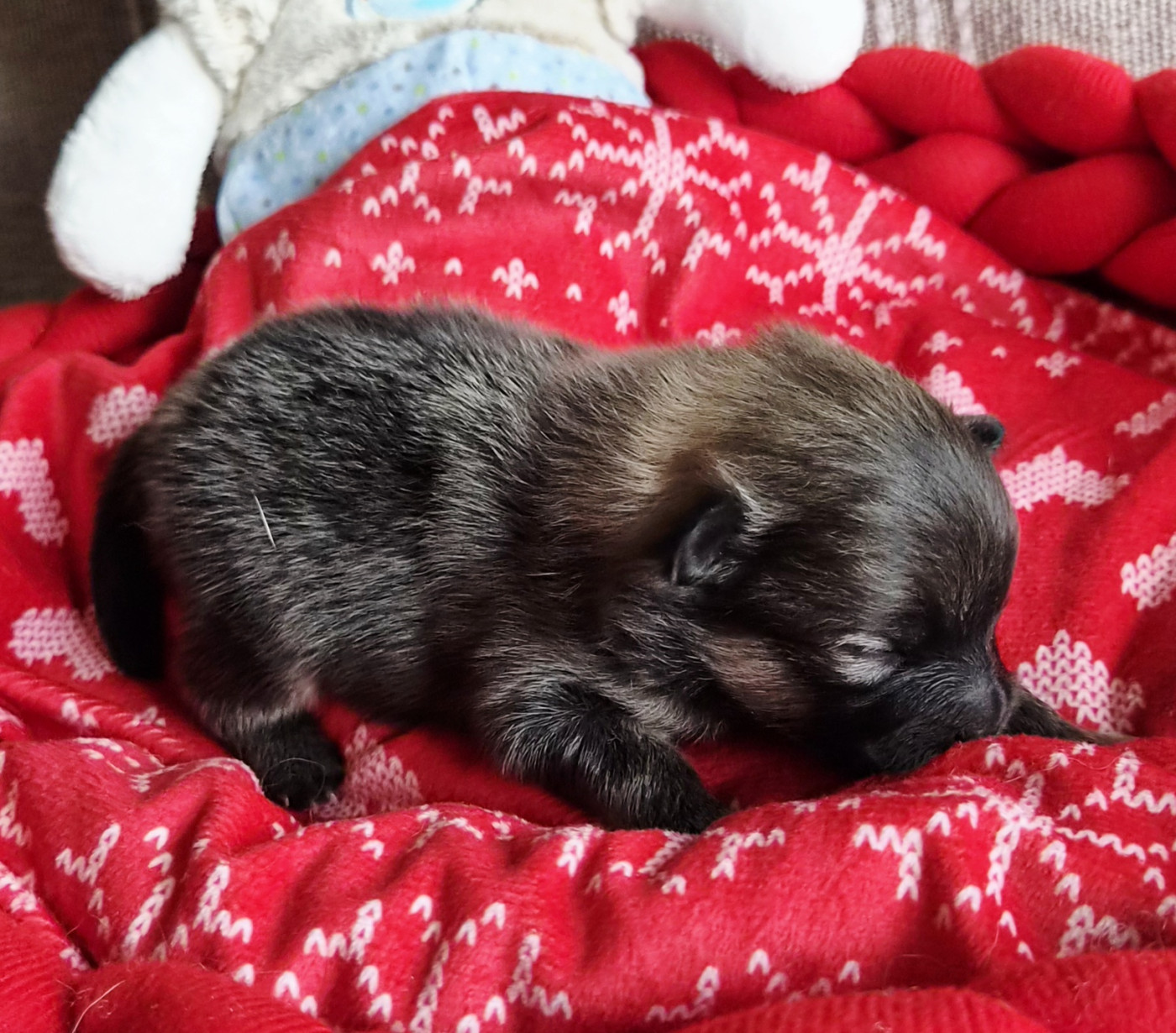 Des Merveilles D'Ipolytza - Chiots disponibles - Spitz allemand