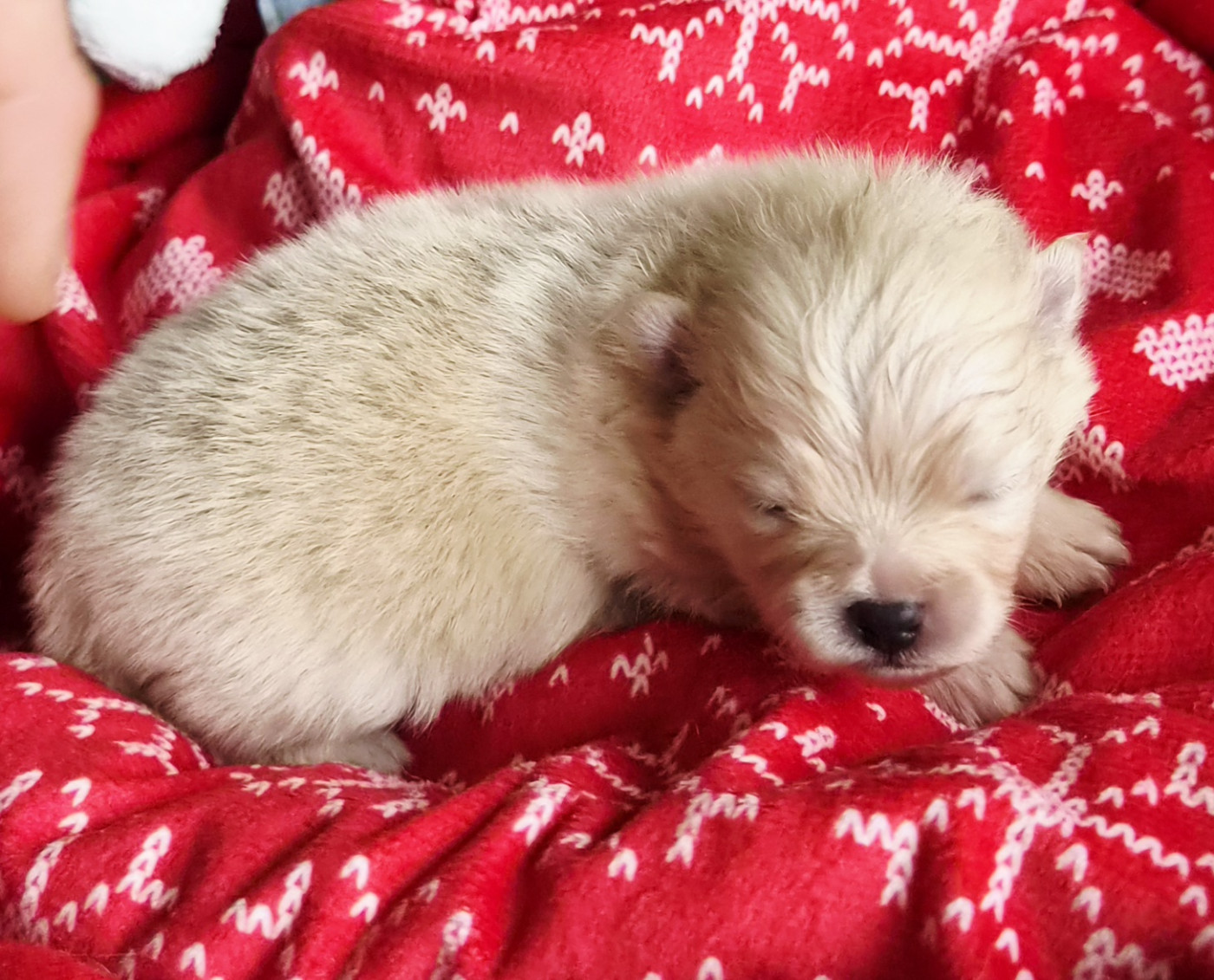 Des Merveilles D'Ipolytza - Chiots disponibles - Spitz allemand