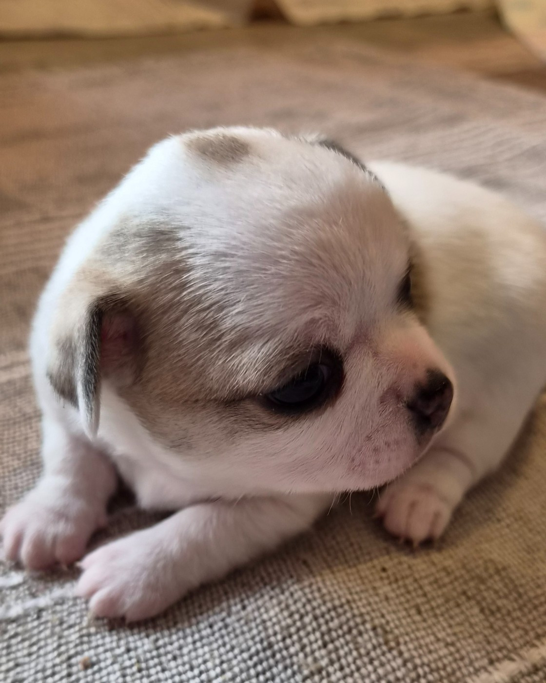 Des Merveilles D'Ipolytza - Chiots disponibles - Chihuahua