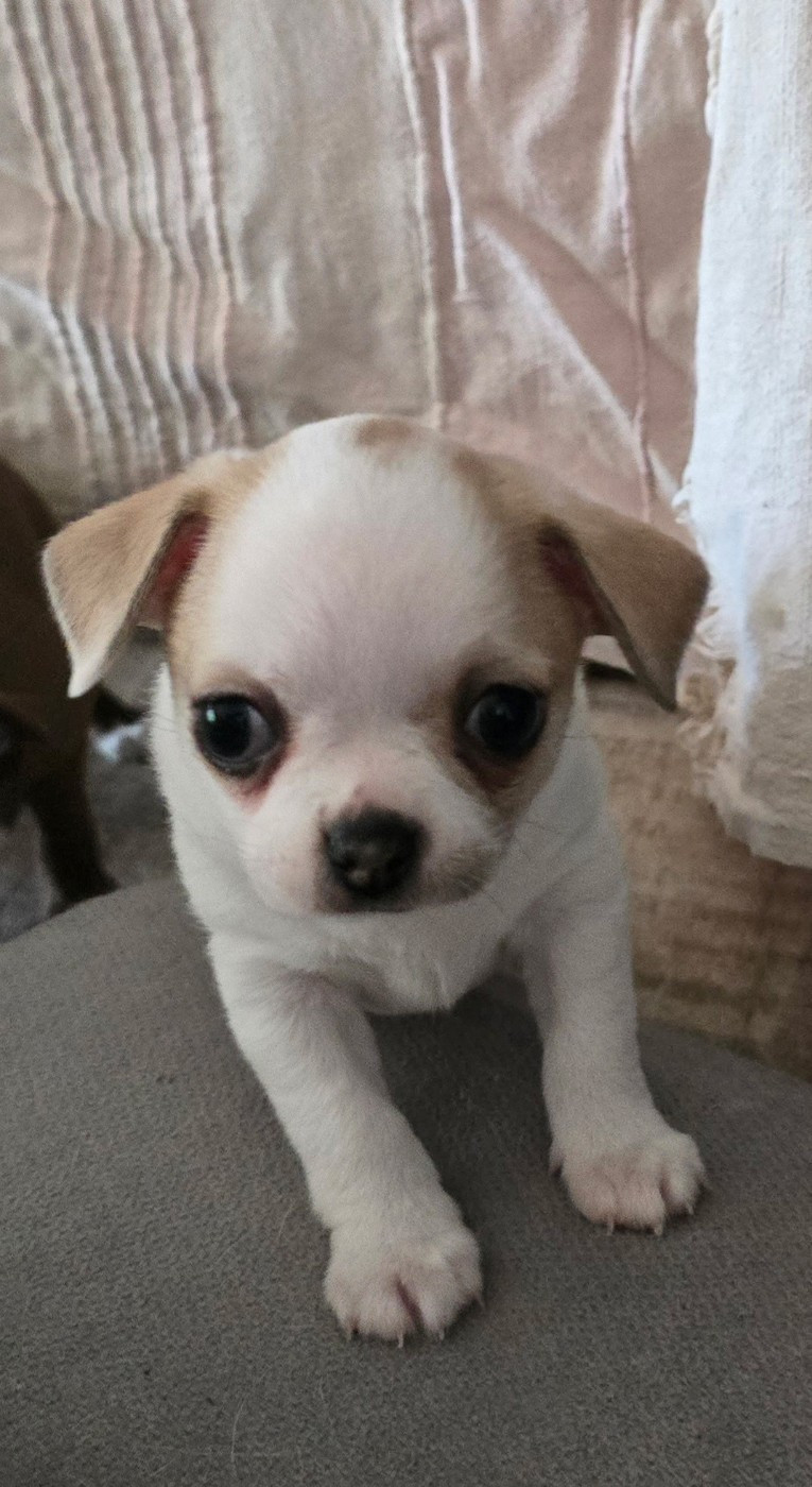 Des Merveilles D'Ipolytza - Chiots disponibles - Chihuahua
