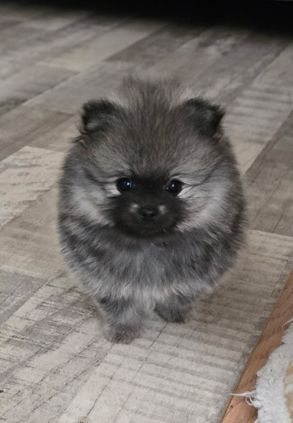 Des Merveilles D'Ipolytza - Chiots disponibles - Spitz allemand