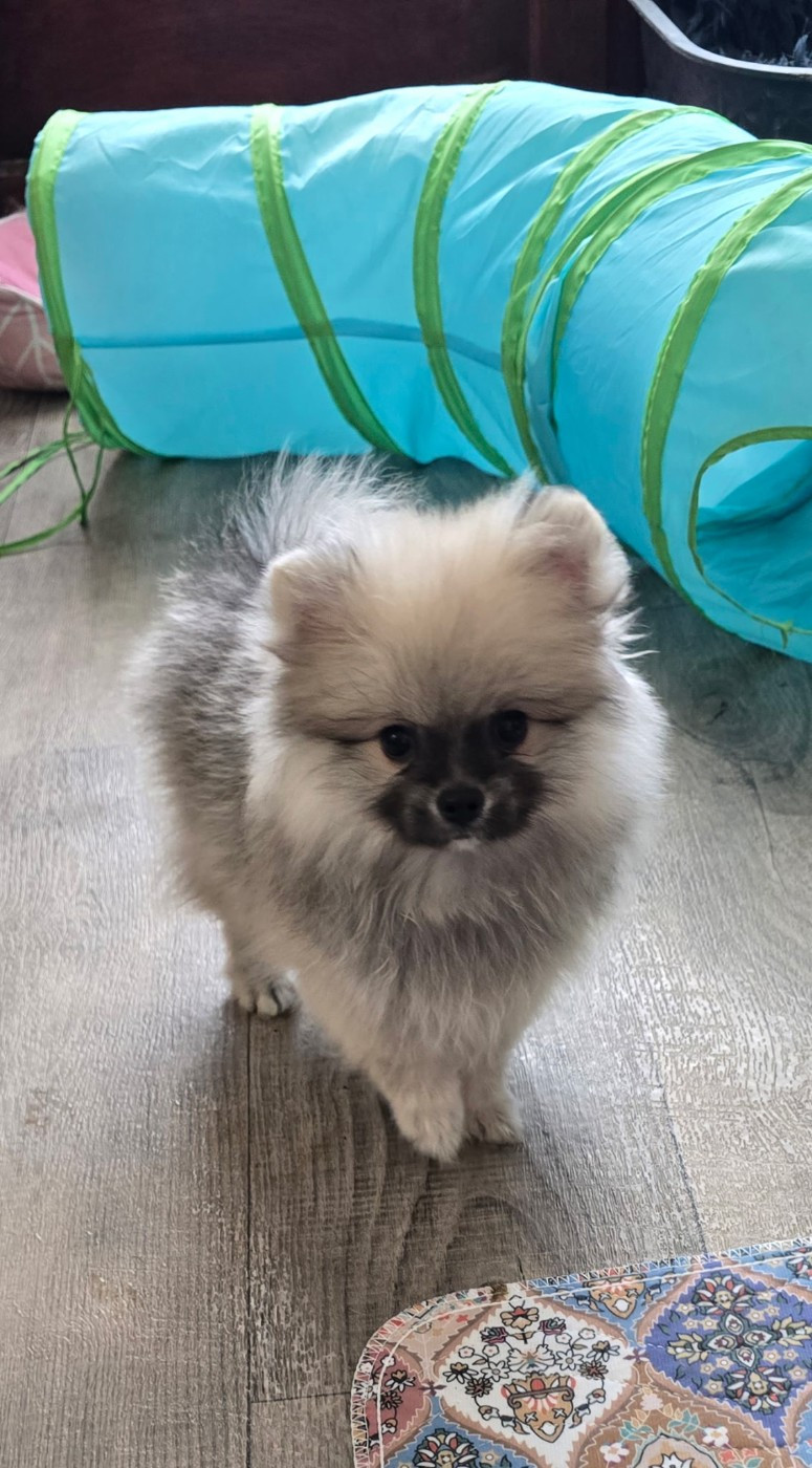 Des Merveilles D'Ipolytza - Chiots disponibles - Spitz allemand