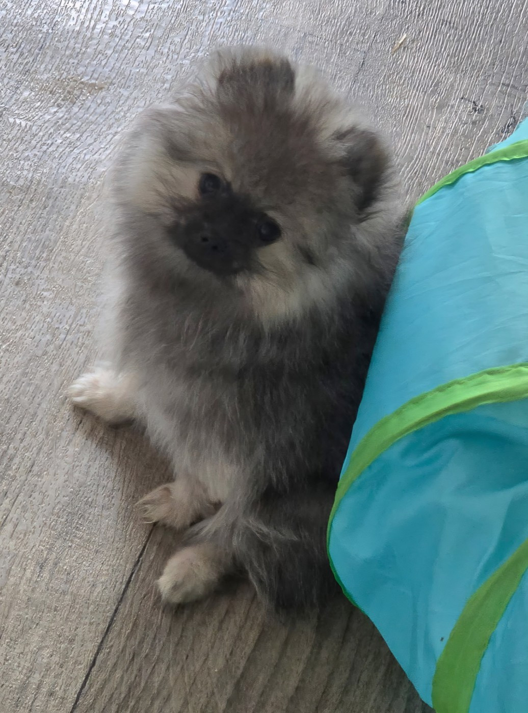 Des Merveilles D'Ipolytza - Chiots disponibles - Spitz allemand