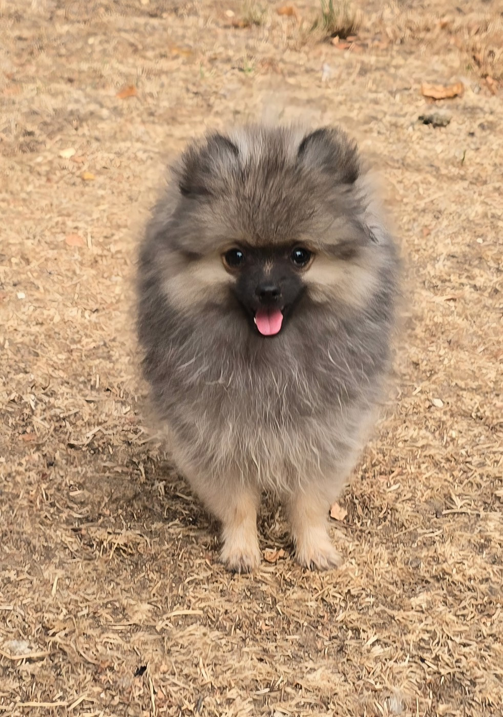 Des Merveilles D'Ipolytza - Chiots disponibles - Spitz allemand