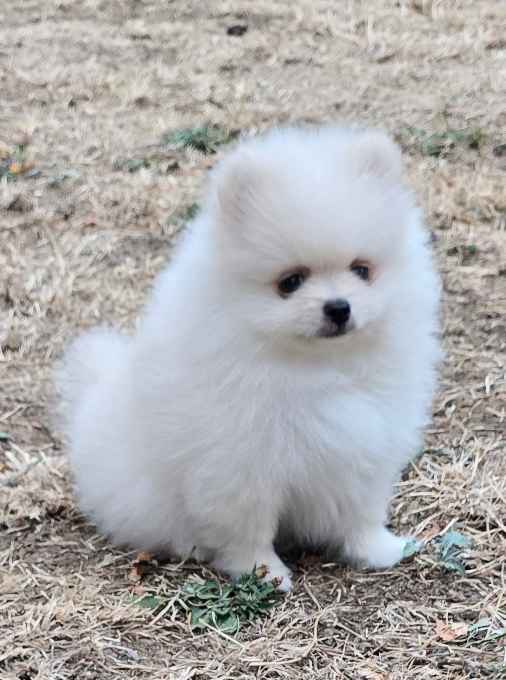 Des Merveilles D'Ipolytza - Chiots disponibles - Spitz allemand