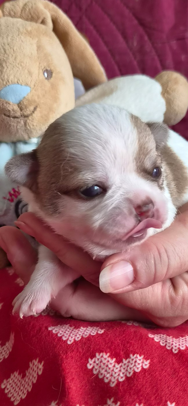 Des Merveilles D'Ipolytza - Chiots disponibles - Chihuahua