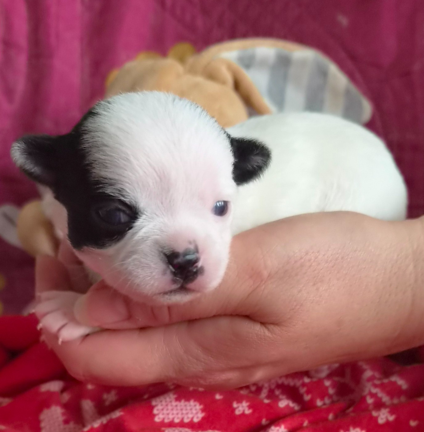 Des Merveilles D'Ipolytza - Chiots disponibles - Chihuahua