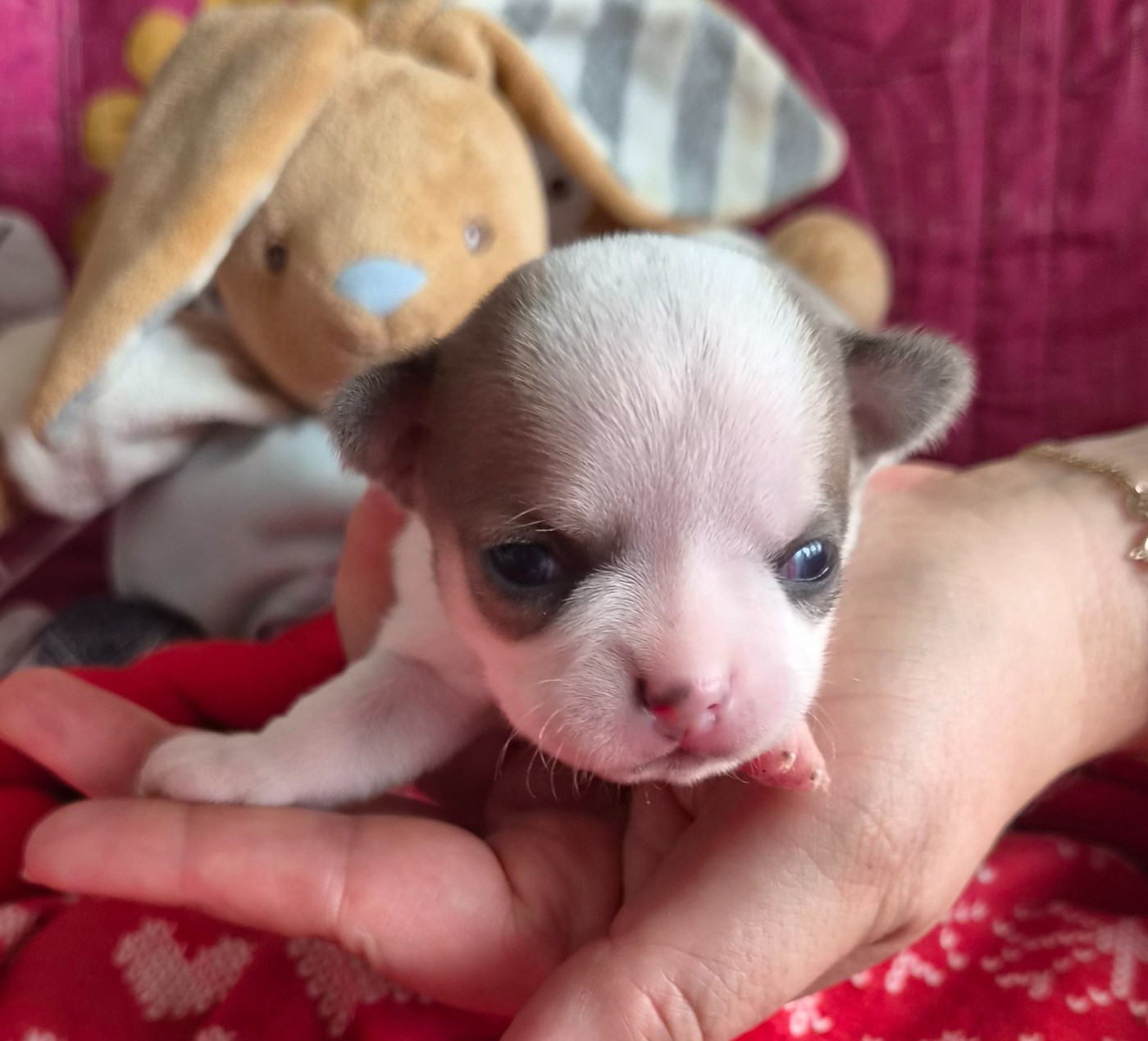 Des Merveilles D'Ipolytza - Chiots disponibles - Chihuahua