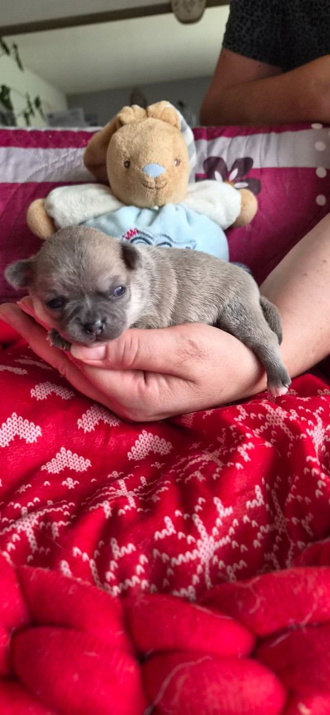 Des Merveilles D'Ipolytza - Chiots disponibles - Chihuahua