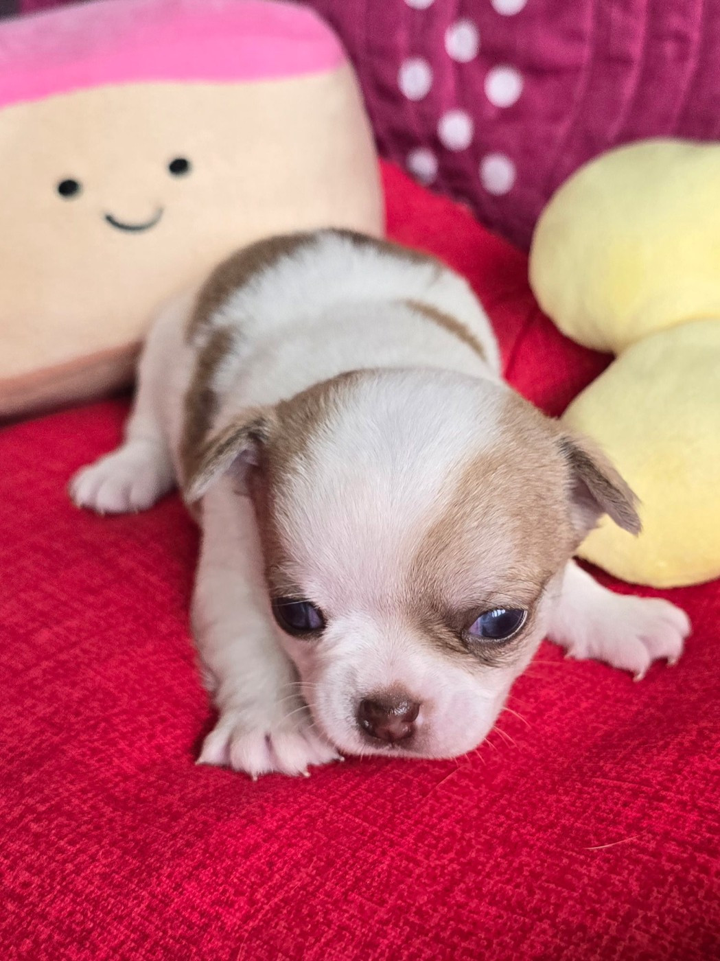 Des Merveilles D'Ipolytza - Chiots disponibles - Chihuahua