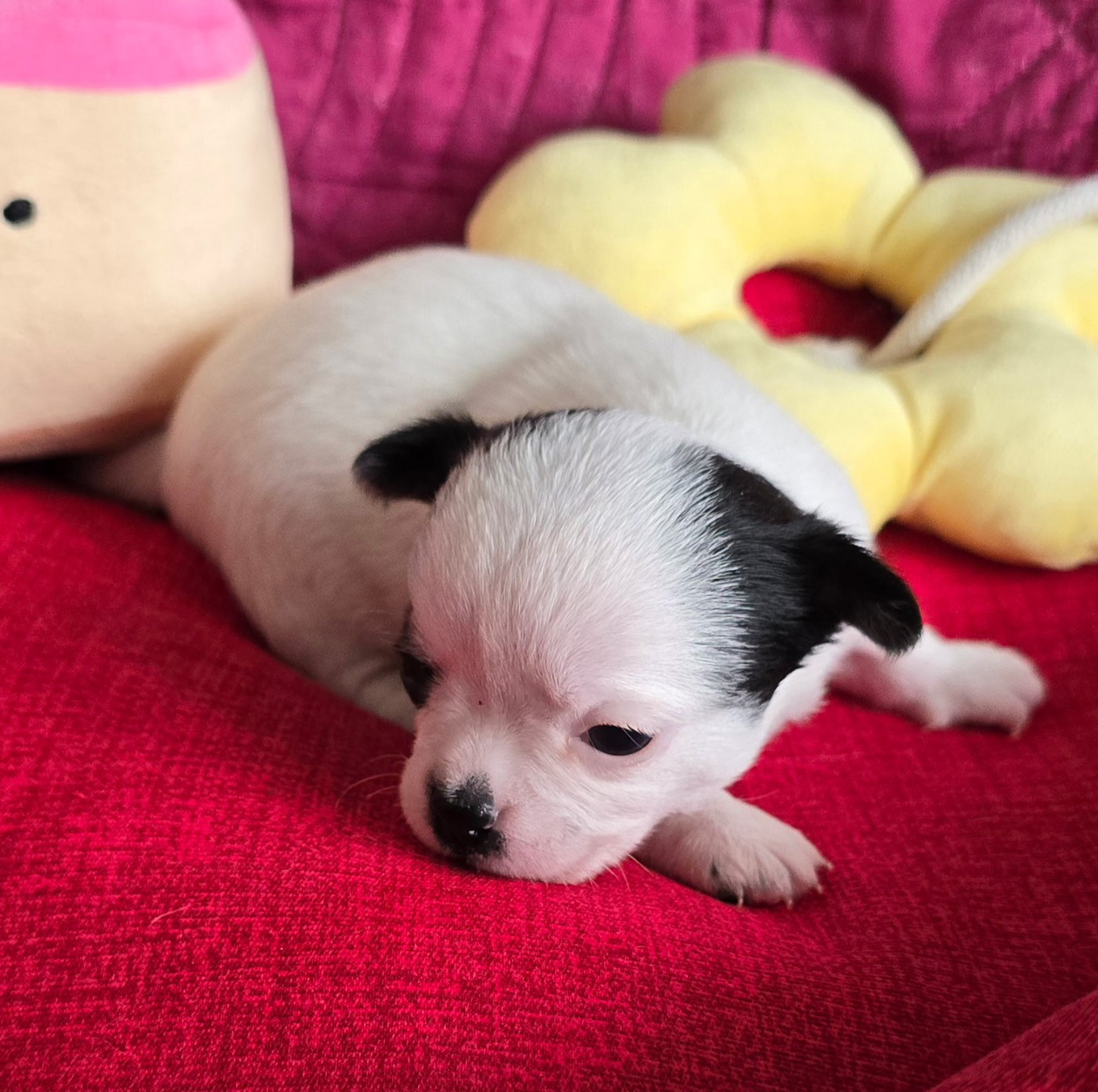 Des Merveilles D'Ipolytza - Chiots disponibles - Chihuahua