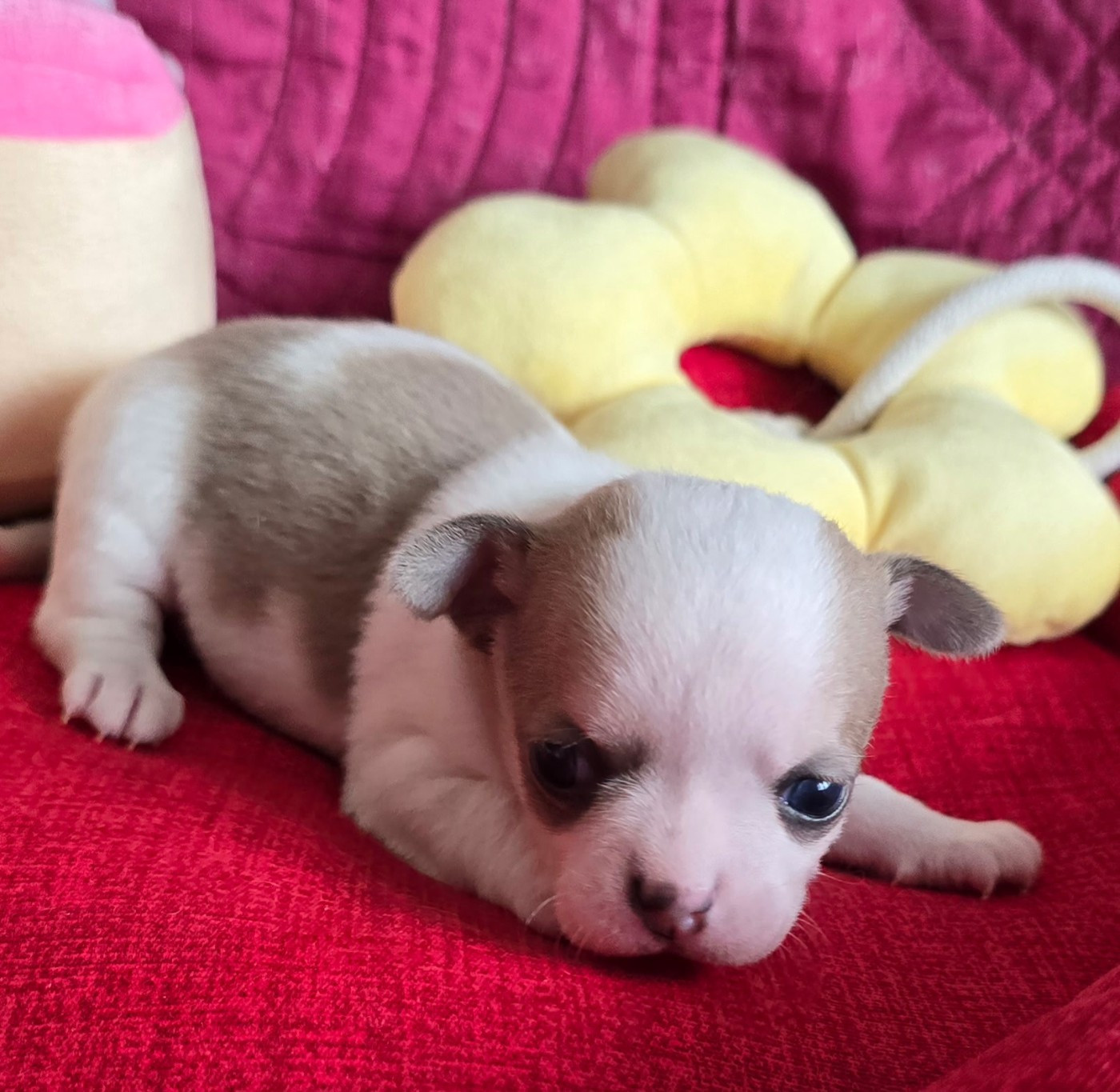 Des Merveilles D'Ipolytza - Chiots disponibles - Chihuahua