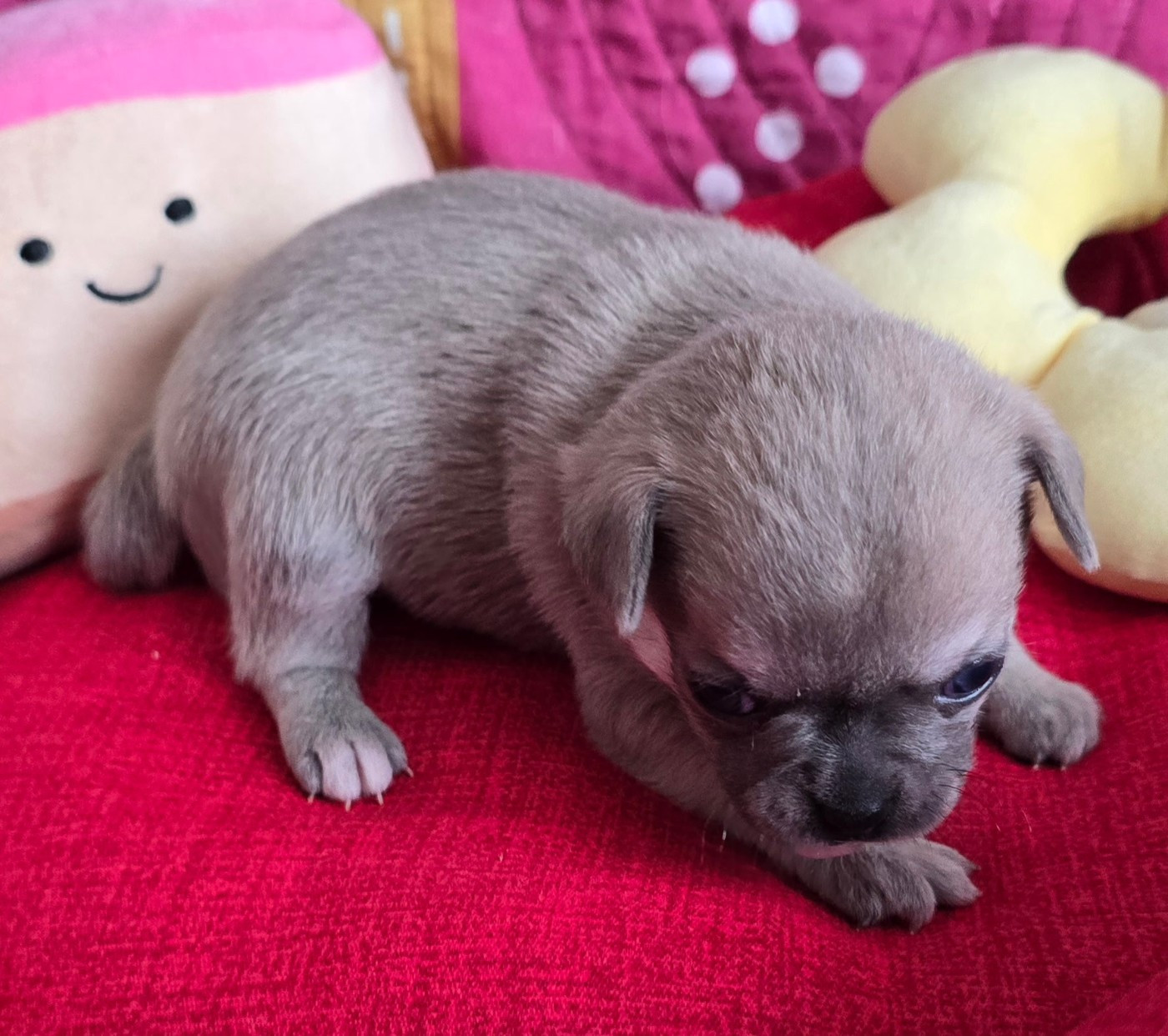 Des Merveilles D'Ipolytza - Chiots disponibles - Chihuahua