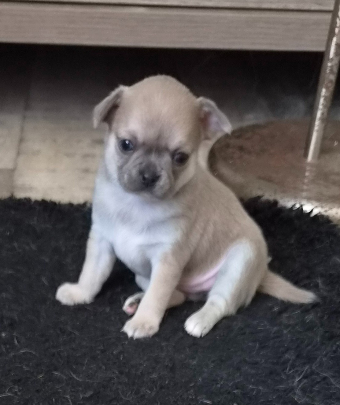 Des Merveilles D'Ipolytza - Chiots disponibles - Chihuahua