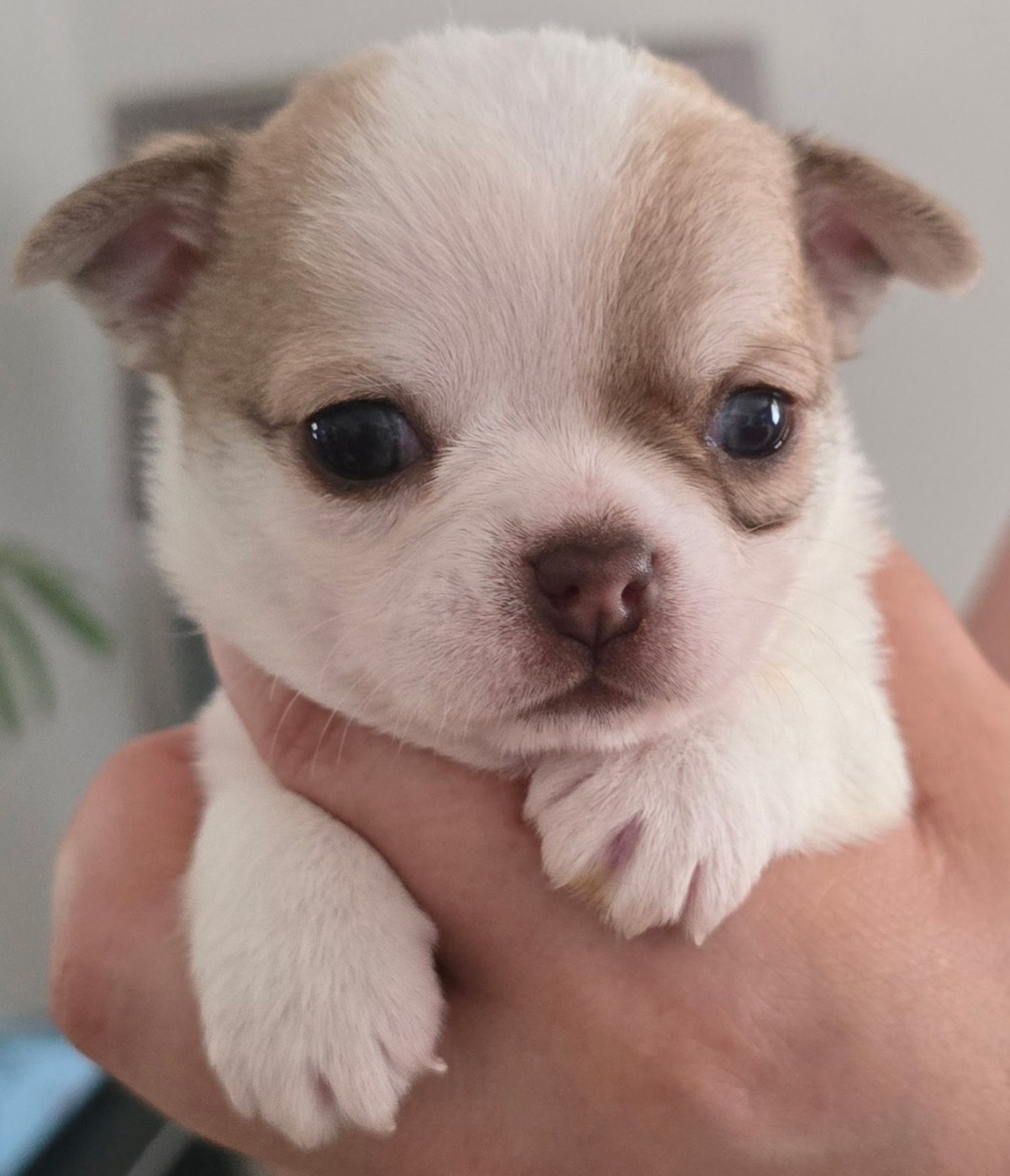Des Merveilles D'Ipolytza - Chiots disponibles - Chihuahua