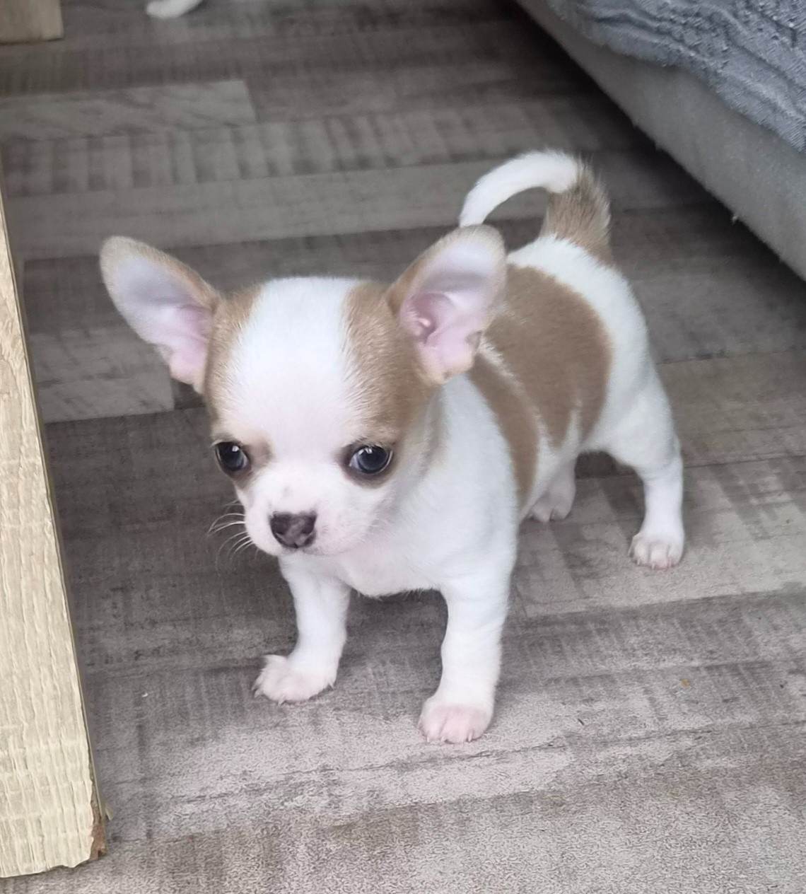 Des Merveilles D'Ipolytza - Chiots disponibles - Chihuahua