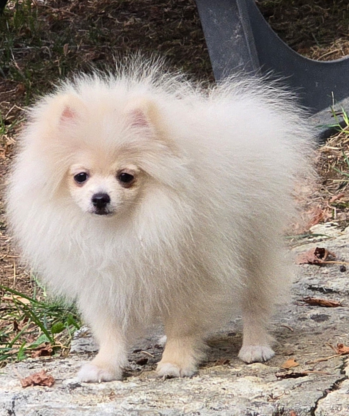 Des Merveilles D'Ipolytza - Chiots disponibles - Spitz allemand