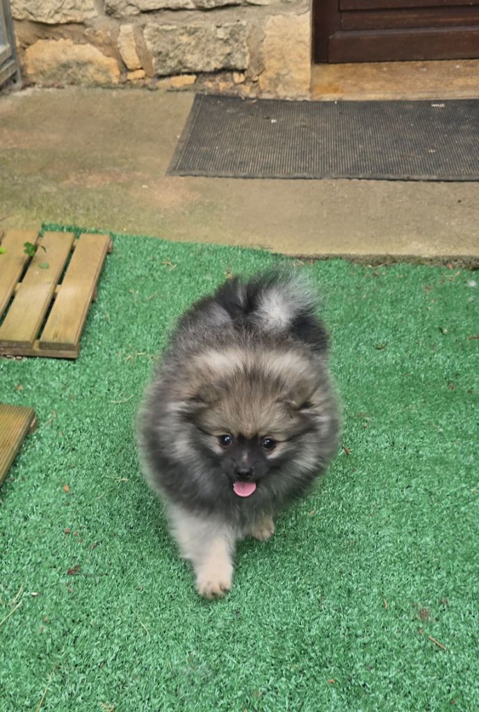 CHIOT 1