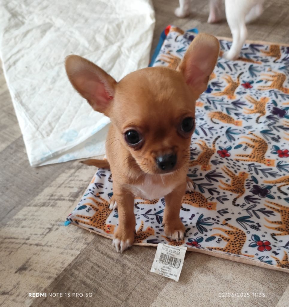Des Merveilles D'Ipolytza - Chiots disponibles - Chihuahua