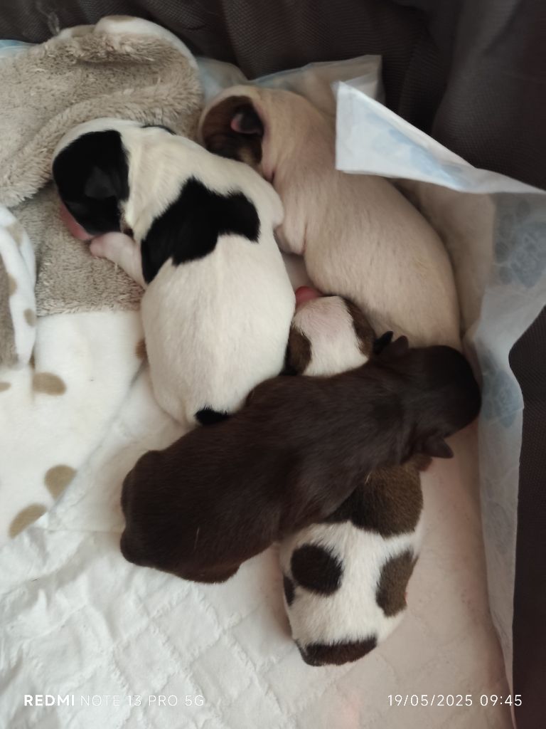 Chiot Chihuahua Des Merveilles D'Ipolytza