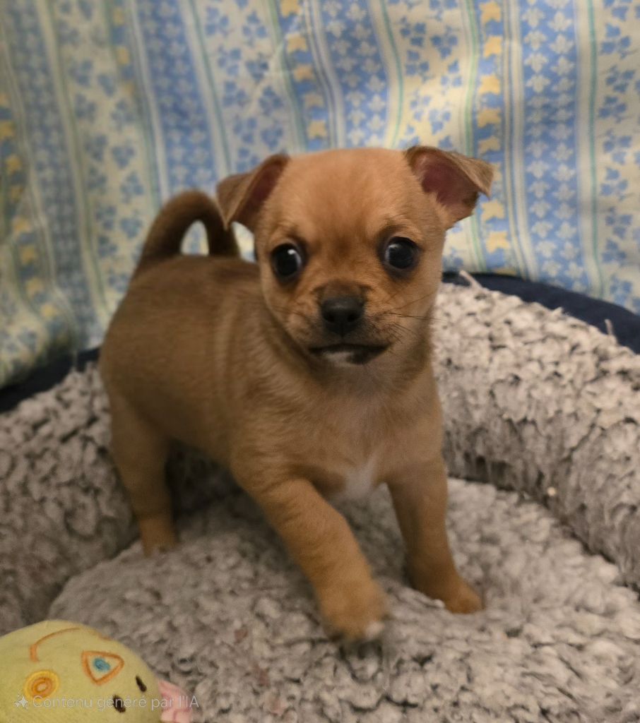 Des Merveilles D'Ipolytza - Chiots disponibles - Chihuahua