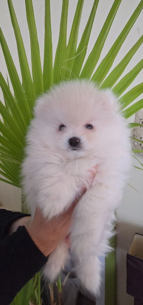 Des Merveilles D'Ipolytza - Chiots disponibles - Spitz allemand