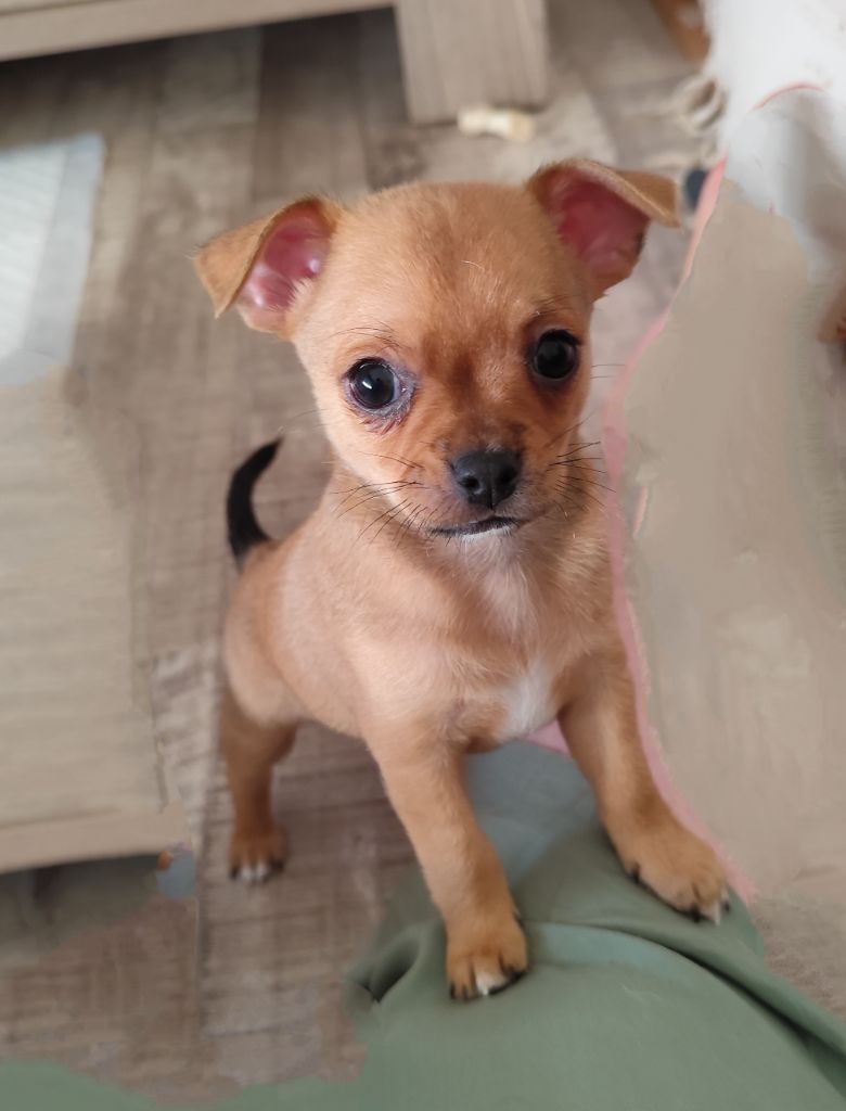 Des Merveilles D'Ipolytza - Chiots disponibles - Chihuahua