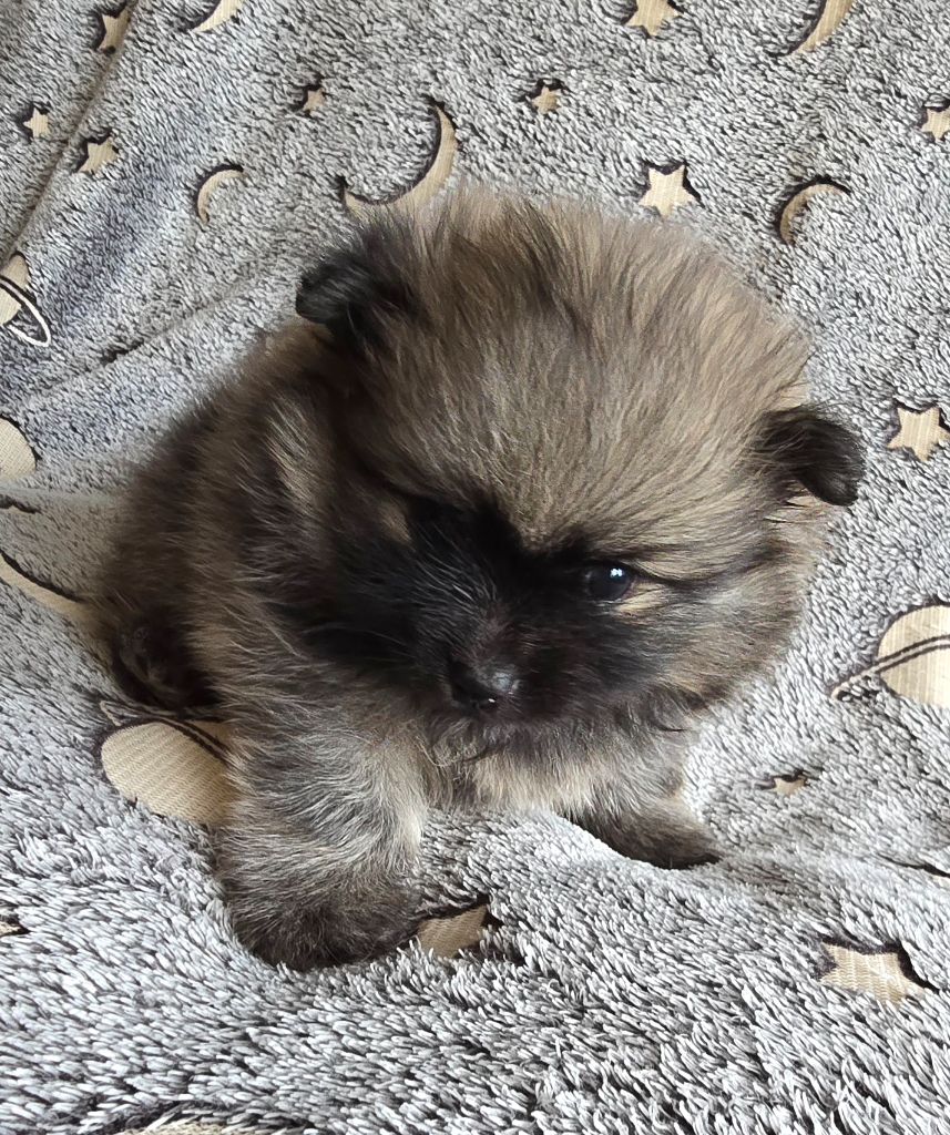 Des Merveilles D'Ipolytza - Chiots disponibles - Spitz allemand