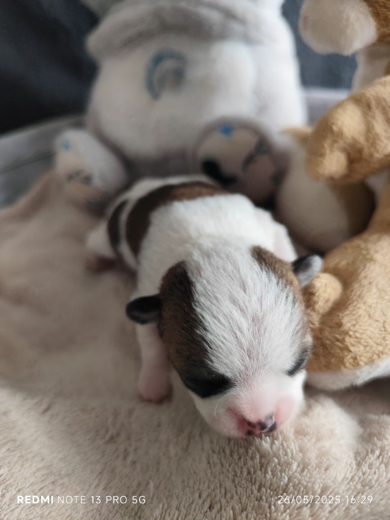 Des Merveilles D'Ipolytza - Chiots disponibles - Chihuahua
