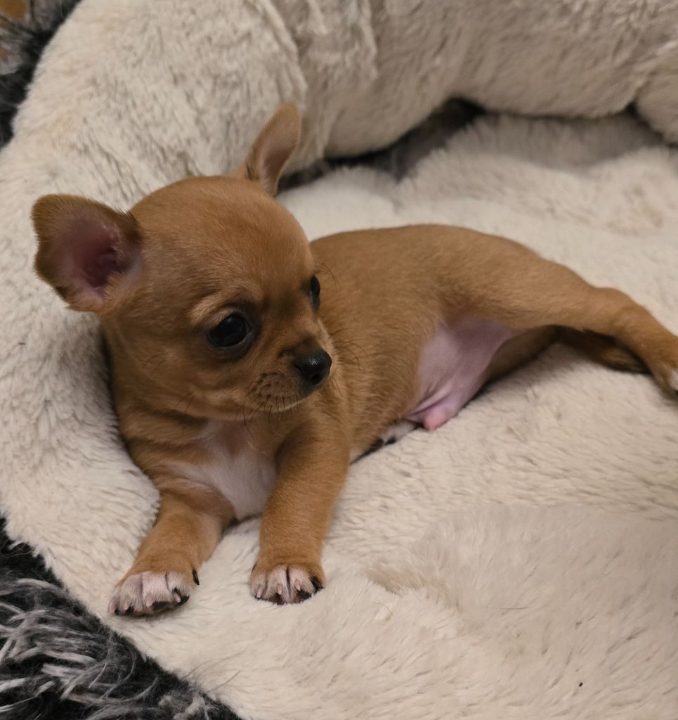Des Merveilles D'Ipolytza - Chiots disponibles - Chihuahua
