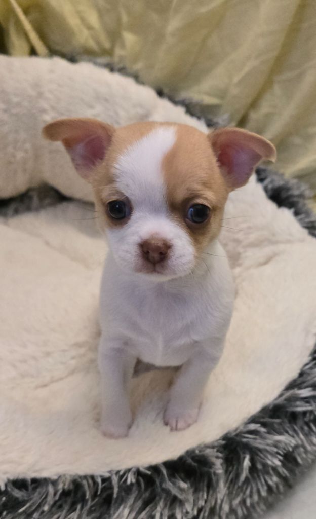 Des Merveilles D'Ipolytza - Chiots disponibles - Chihuahua