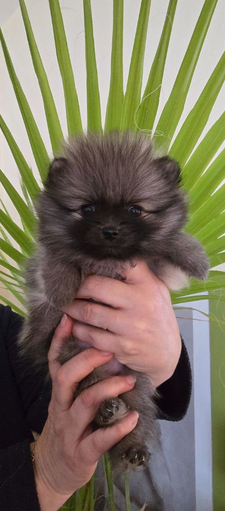 Des Merveilles D'Ipolytza - Chiots disponibles - Spitz allemand