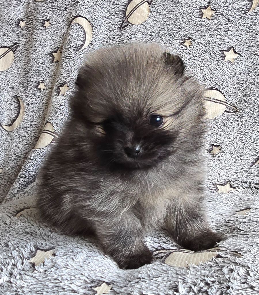 Des Merveilles D'Ipolytza - Chiots disponibles - Spitz allemand