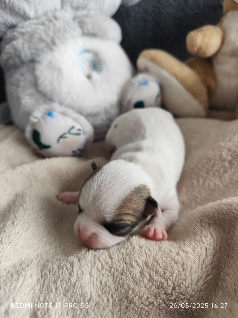 Des Merveilles D'Ipolytza - Chiots disponibles - Chihuahua