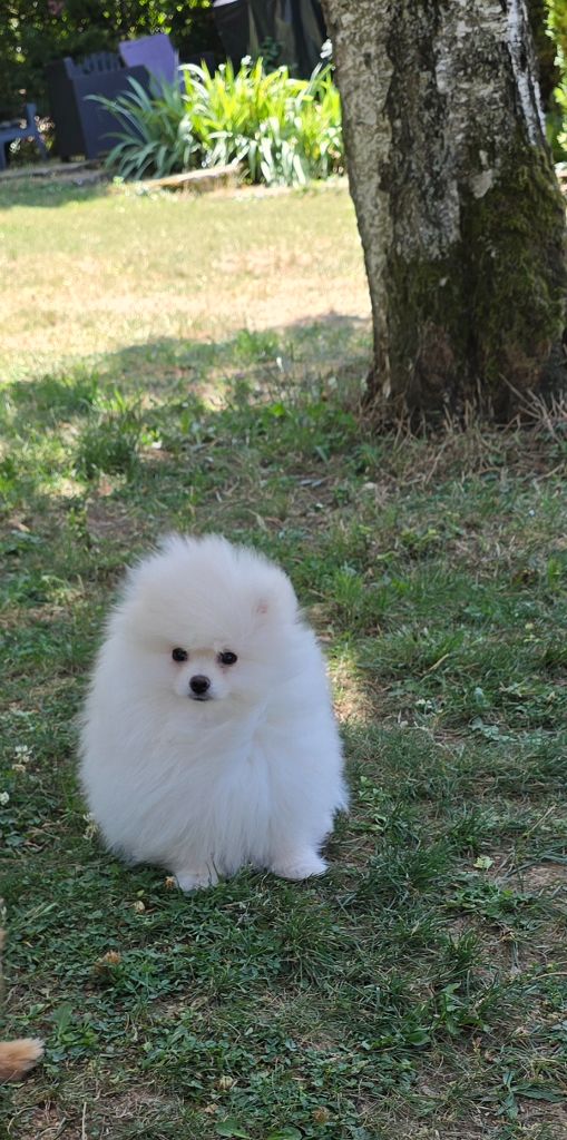 Des Merveilles D'Ipolytza - Chiots disponibles - Spitz allemand