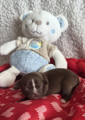 Chiot N°2