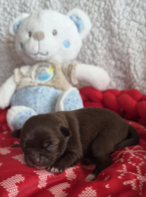 Chiot N°3