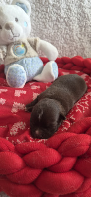 Chiot N°4