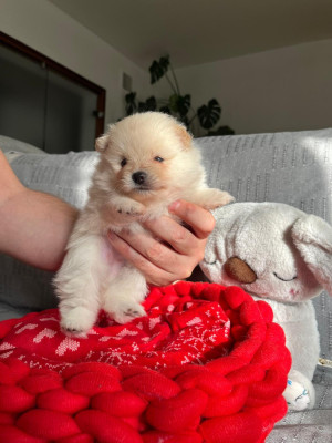 Chiot N°2
