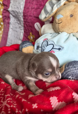 Chiot N°5