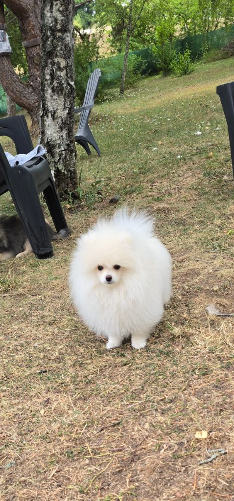Des Merveilles D'Ipolytza - Chiots disponibles - Spitz allemand